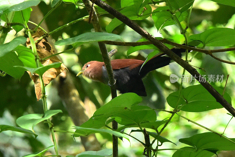 Chestnut-backed Antbird